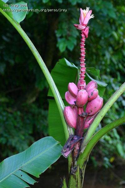 Musa ornata