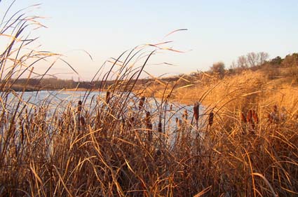 Камышовая лагуна