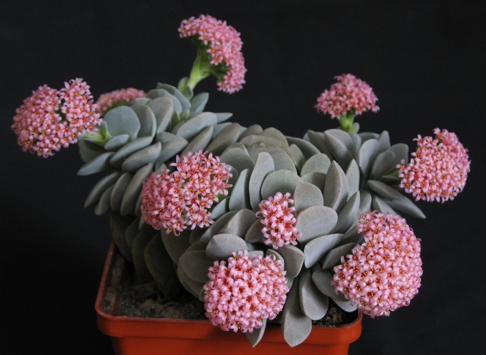 Crassula Morgans Beauty.JPG