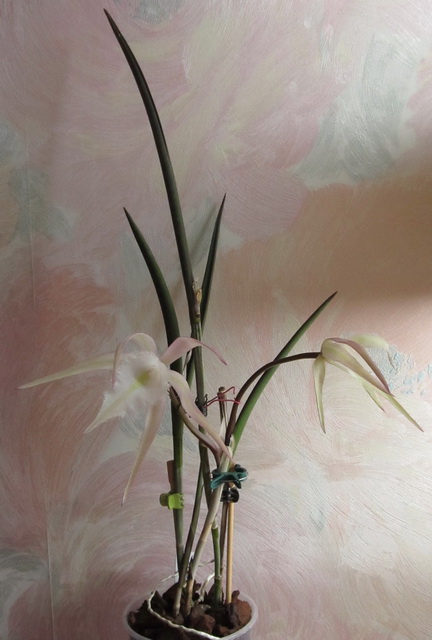Brassavola David Sander.jpg