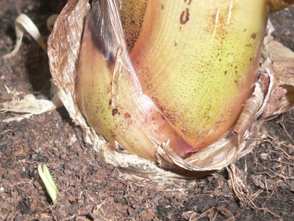 14.12.2006г-Musa Dwarf Cavendish отпрыск.