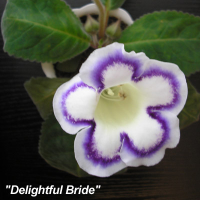 Delightful bride2.jpg