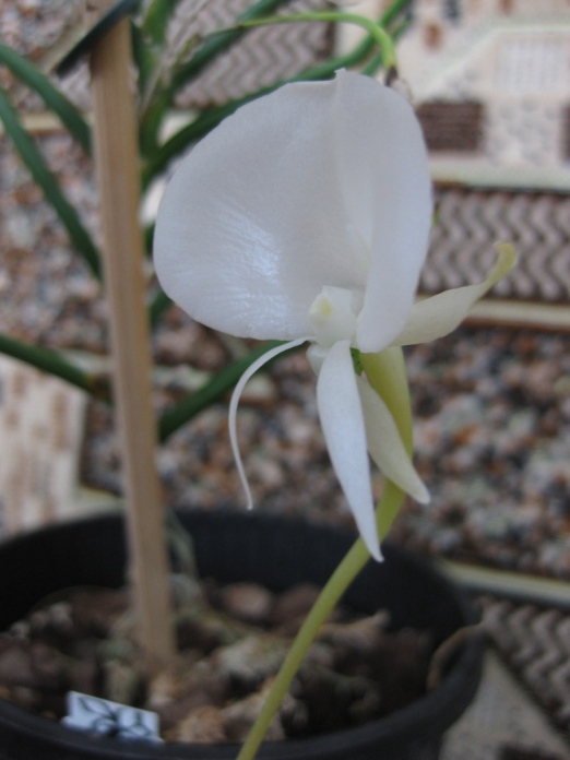 Анграекум скоттианум