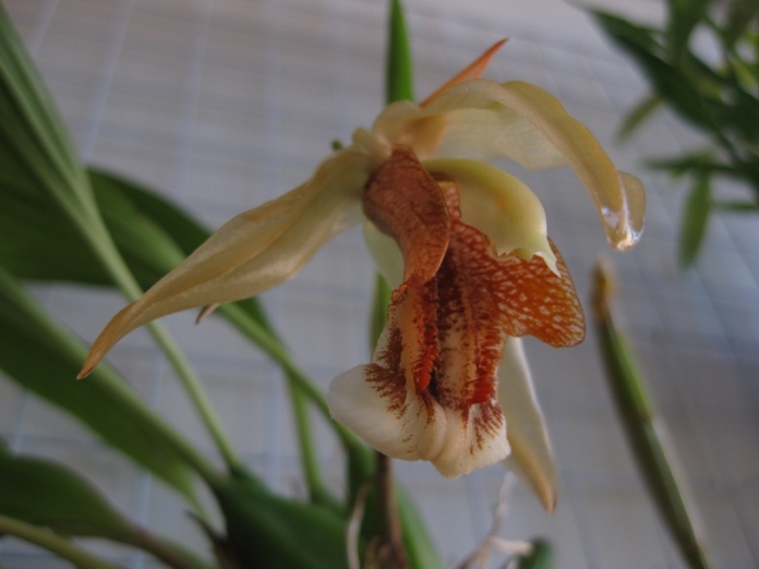 Целогина сальмониколор