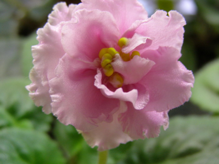 ЕК-Солнышко Ясное