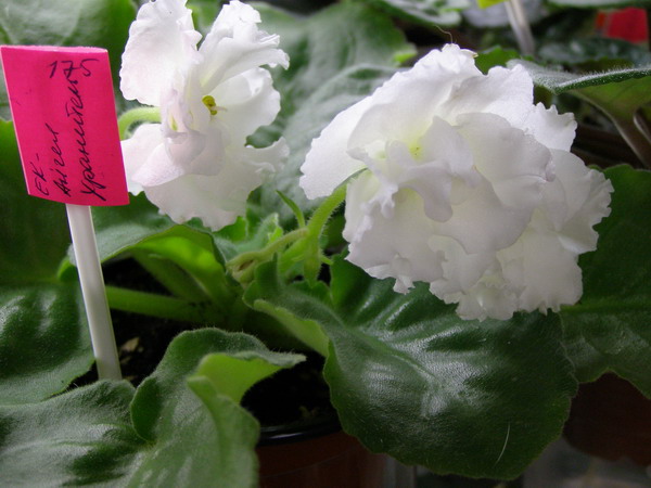 ЕК-Ангел Хранитель