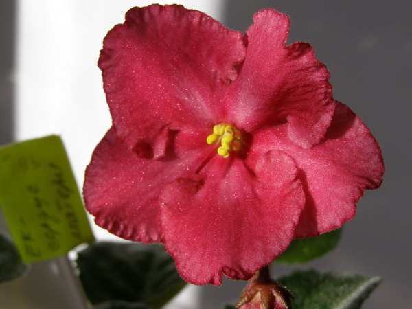 ЕК-Сердце Матери