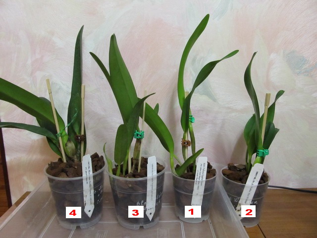 Посажены в горшки 12 см. и 9 см.