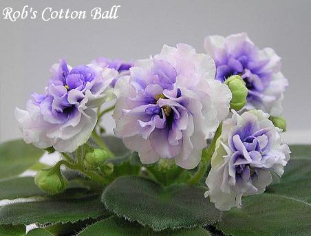 29RobsCottonBall.JPG