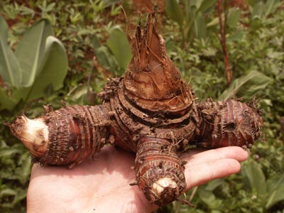 Корневище банана