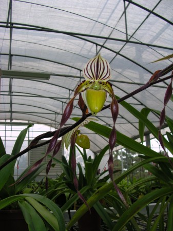 Paph. philippinense 'In-Charm' x sibling 'Ween Sin'.jpg