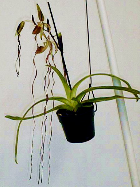 Paph. sanderianum 'Hsiao'x sibling 'Shin -Yi' SM.jpg
