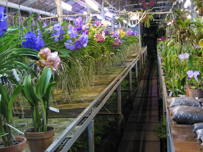 Выставка орхидей в Киеве.jpg