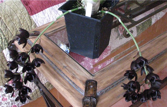 Fredclarkeara After Dark 'SVO Black Pearl' 2.jpg