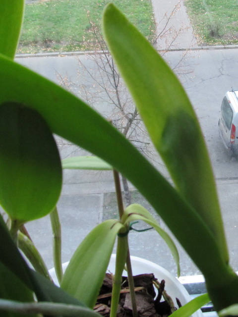 Laeliocattleya Beaumensnil Parme.jpg