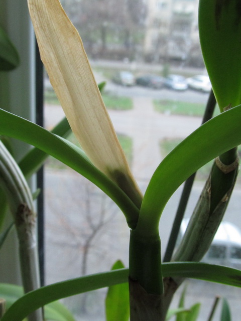 Cattleya Loddiaca(loddigesi x aurantiaca).jpg