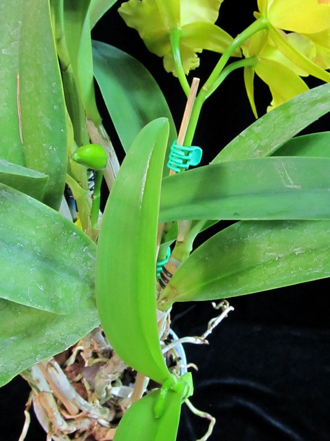 Cattleya Daffodil hybrid 3.jpg
