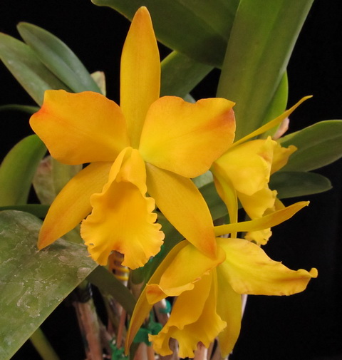 Cattleya Daffodil hybrid 2.jpg
