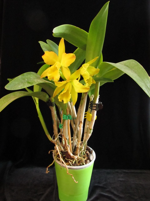 Cattleya Daffodil hybrid 1.jpg