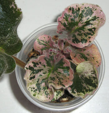 Natalia's Extravagante.jpg