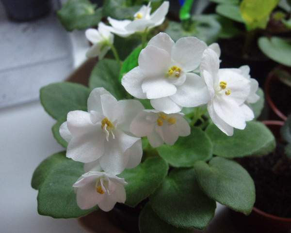 Белая Земляника