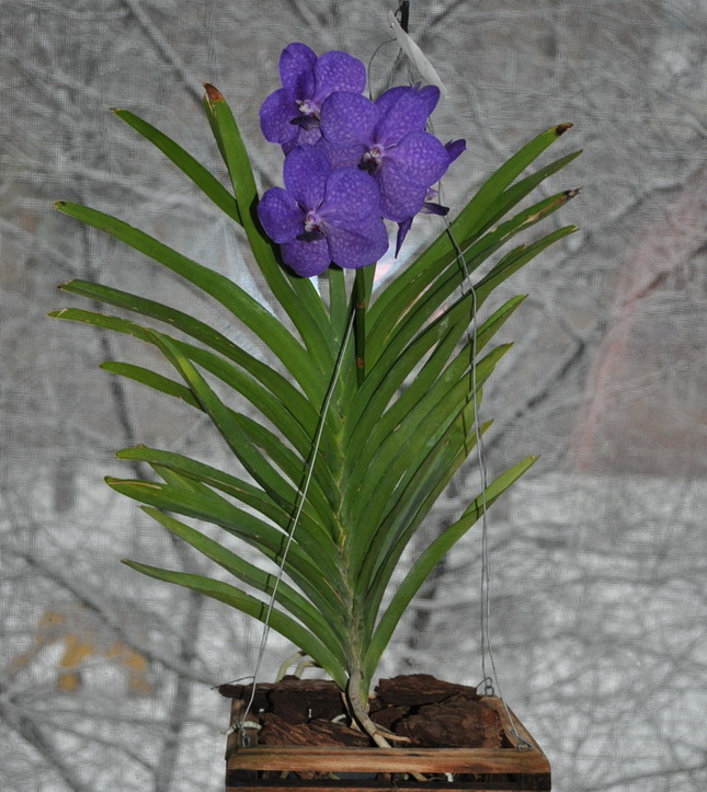 DSC_4227-1_новый размер.jpg