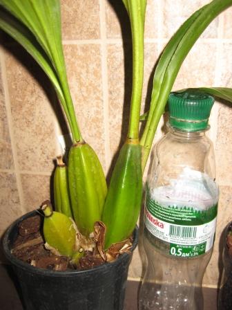 LYCASTE BALLIAE X BIFRENARIA HARRISONIAE