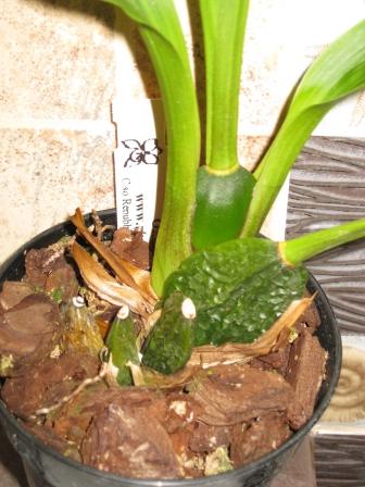 Lycaste Balliae x Koolena