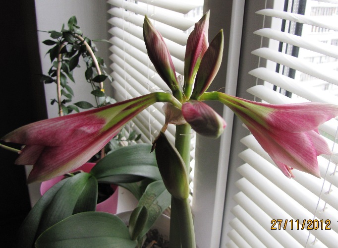 Изображение 277.jpg