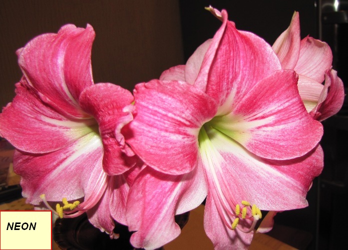 Изображение 327.jpg