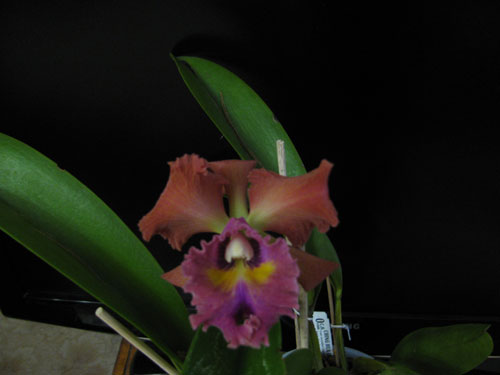 Laeliocattleya Tainan City 'General' (Royal Empreor x Waianae Sunset).