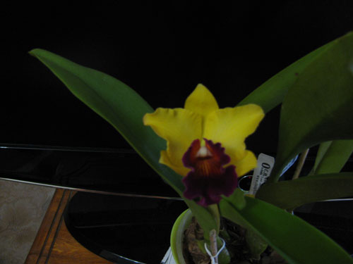Brassolaeliocattleya Toshie's Magic 'Hsinying' (C. Tokyo Magic x Rlc. Toshie Aoki). Супер ароматная.