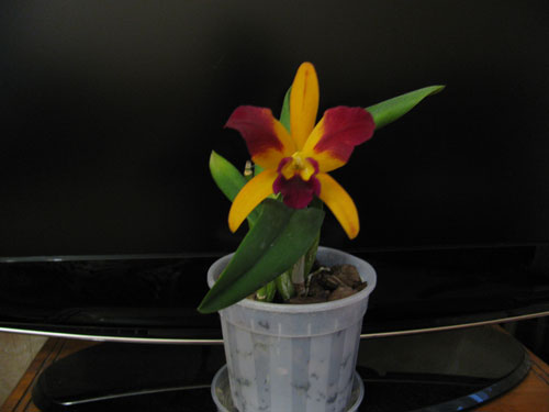 Laeliocattleya Fame 'N Glory 'Archetype'..Опять цветёт и пахнет мандарином.