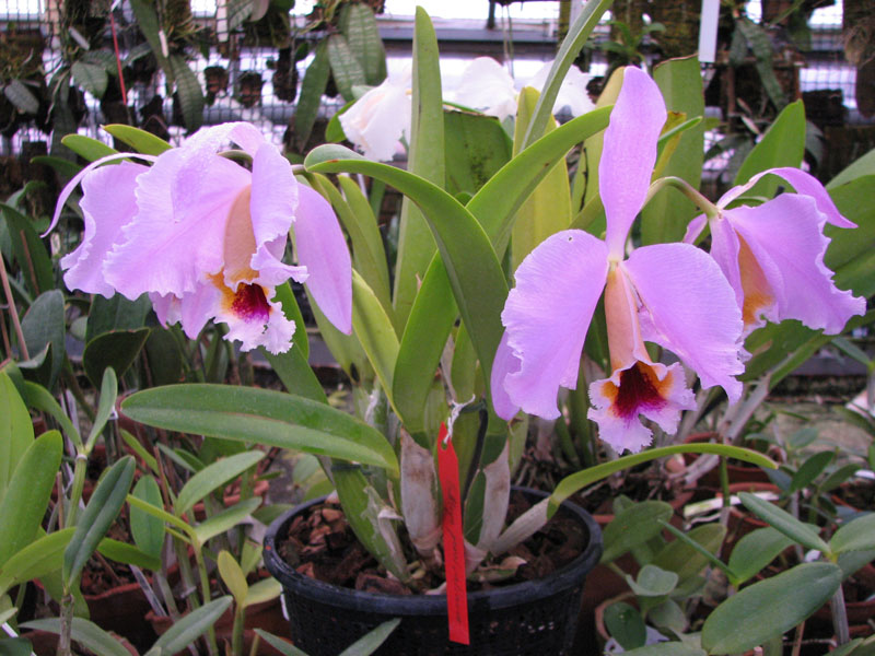 Cattleya percivaliana.jpg