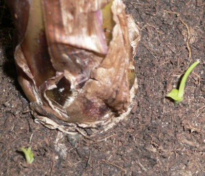 21.12.2006г- Второй отпрыск, теперь два..jpg