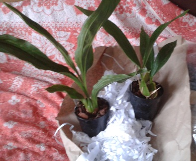 2012-12-22 11.12.22-m.jpg