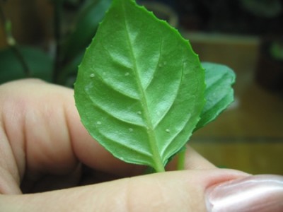 - прозрачные вредители на листьх фуксии.jpg