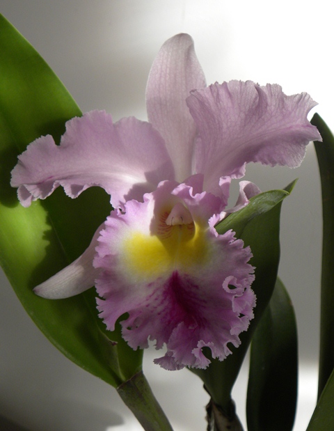 Катлея  з дуже приємним і сильним ароматом який присутній лише в першій половині дня...