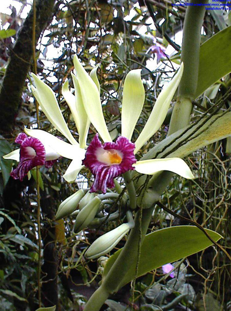 VANILLA IMPERIALIS.jpg