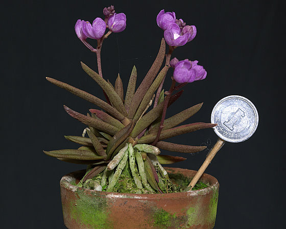 SARCOCHILUS CECILIAE.jpg