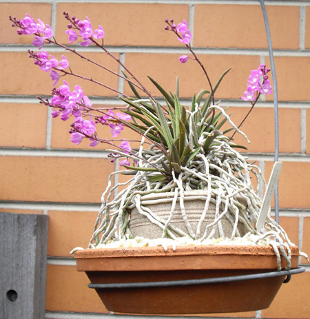 SARCOCHILUS CECILIAE.jpg