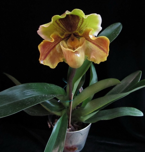 IMG_2315 - копия.jpg