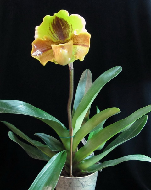 IMG_2312 - копия.jpg