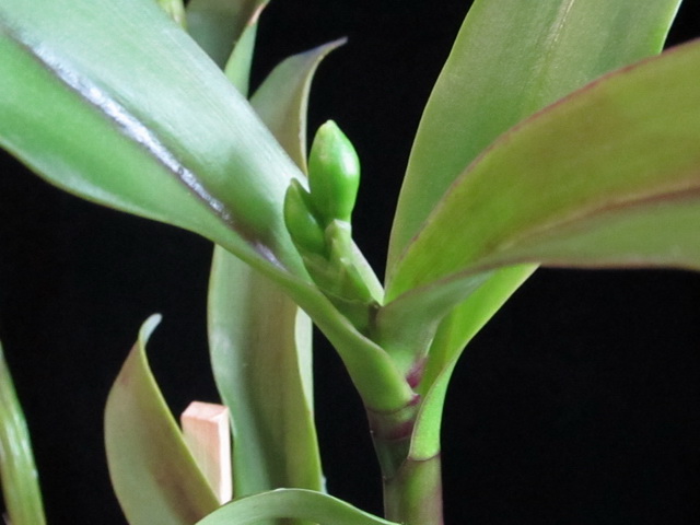 Интересный чехол