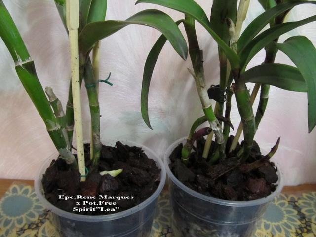 После пересадки обнажился молодой рост.