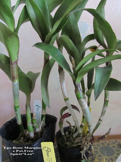 Epc. слева в мягком горшке по приходу