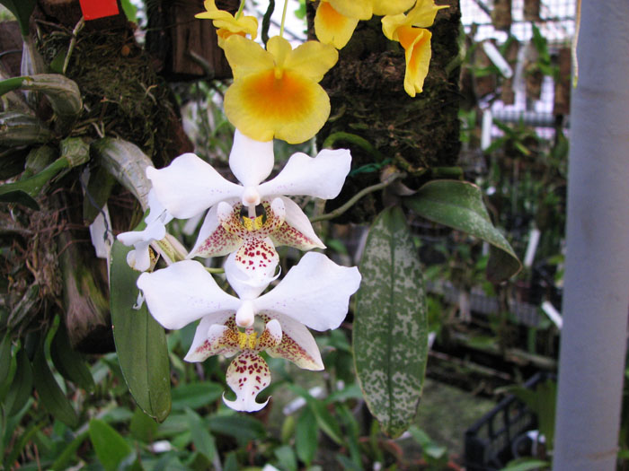 teplica orchidei.jpg