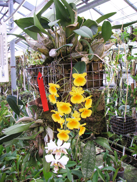 Dendrobium aggregatum.jpg