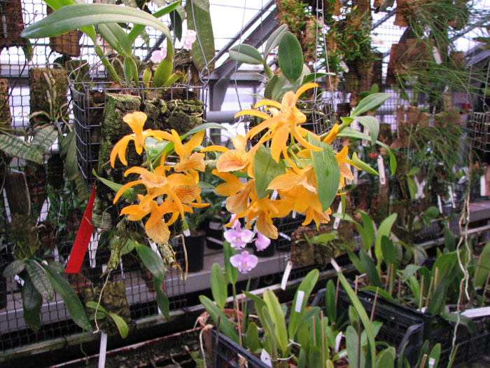 Dendrobium Stardust 'Orange'.jpg