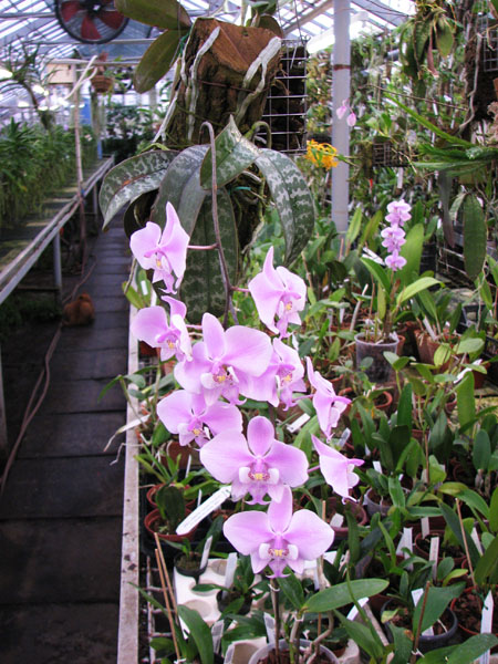 Phalaenopsis schilleriana.jpg
